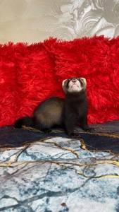 Фретка ( домашній тхір )