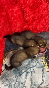 Фретка ( домашній тхір )