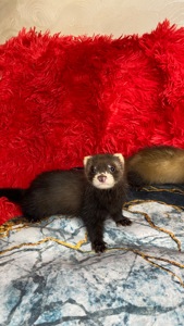 Фретка ( домашній тхір )