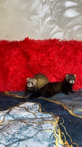 Фретка ( домашній тхір )