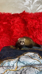 Фретка ( домашній тхір )