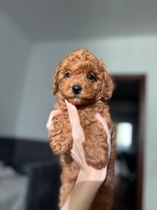 Продаються цуценя той пуделя