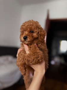 Продаються цуценя той пуделя