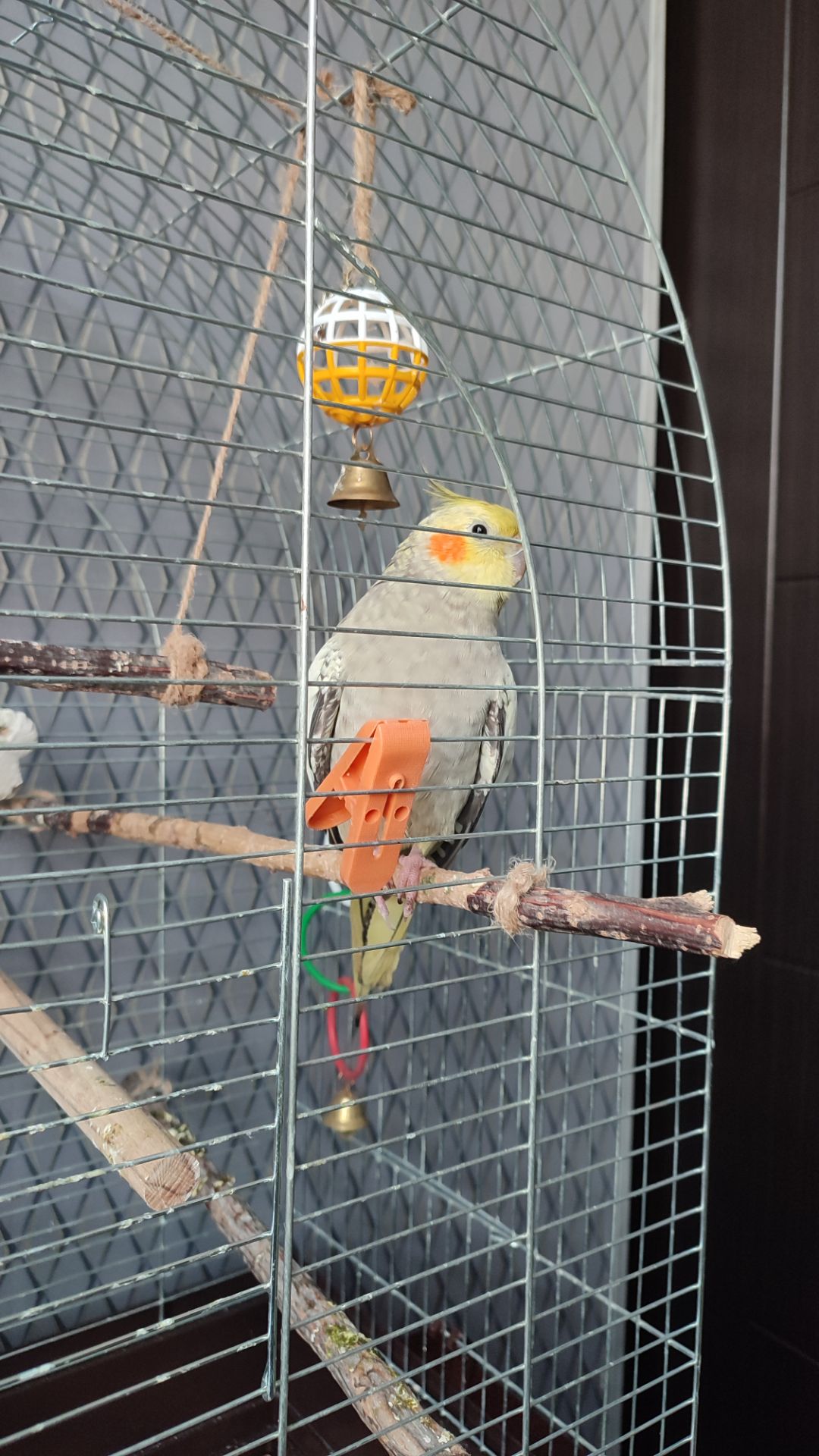 Попугай корелла