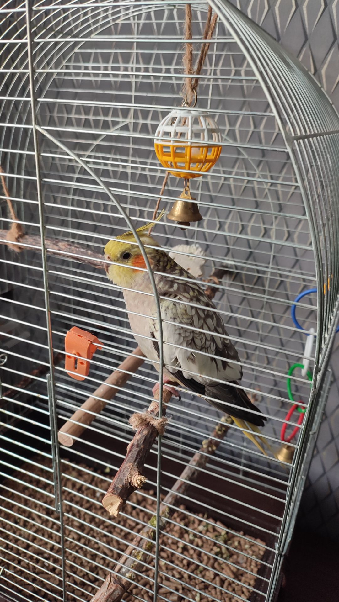 Попугай корелла