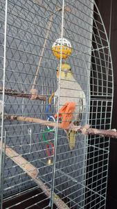 Попугай корелла