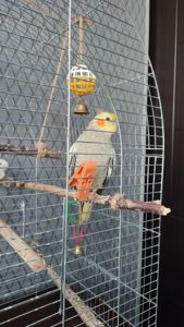 Попугай корелла