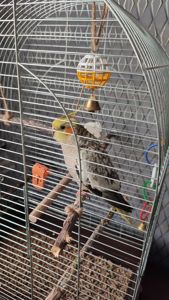 Попугай корелла