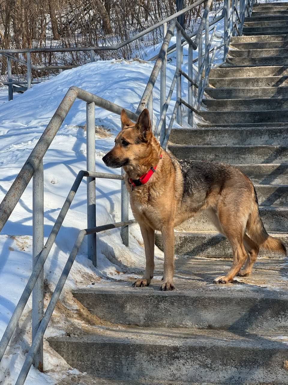 Шукаємо дім для вівчарки