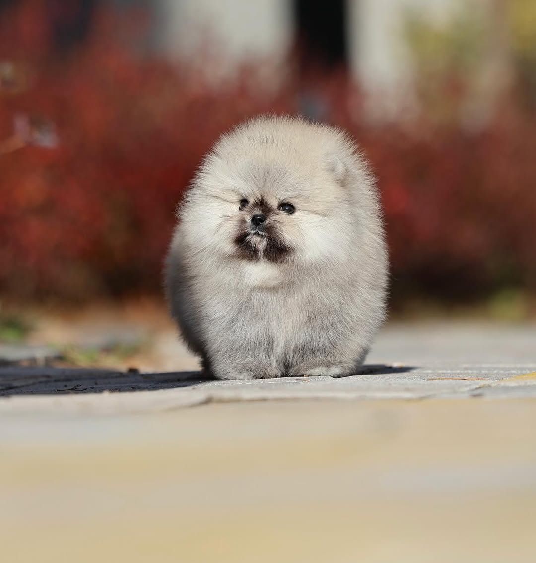 Щенки шпицепомеранского шпица на продажу