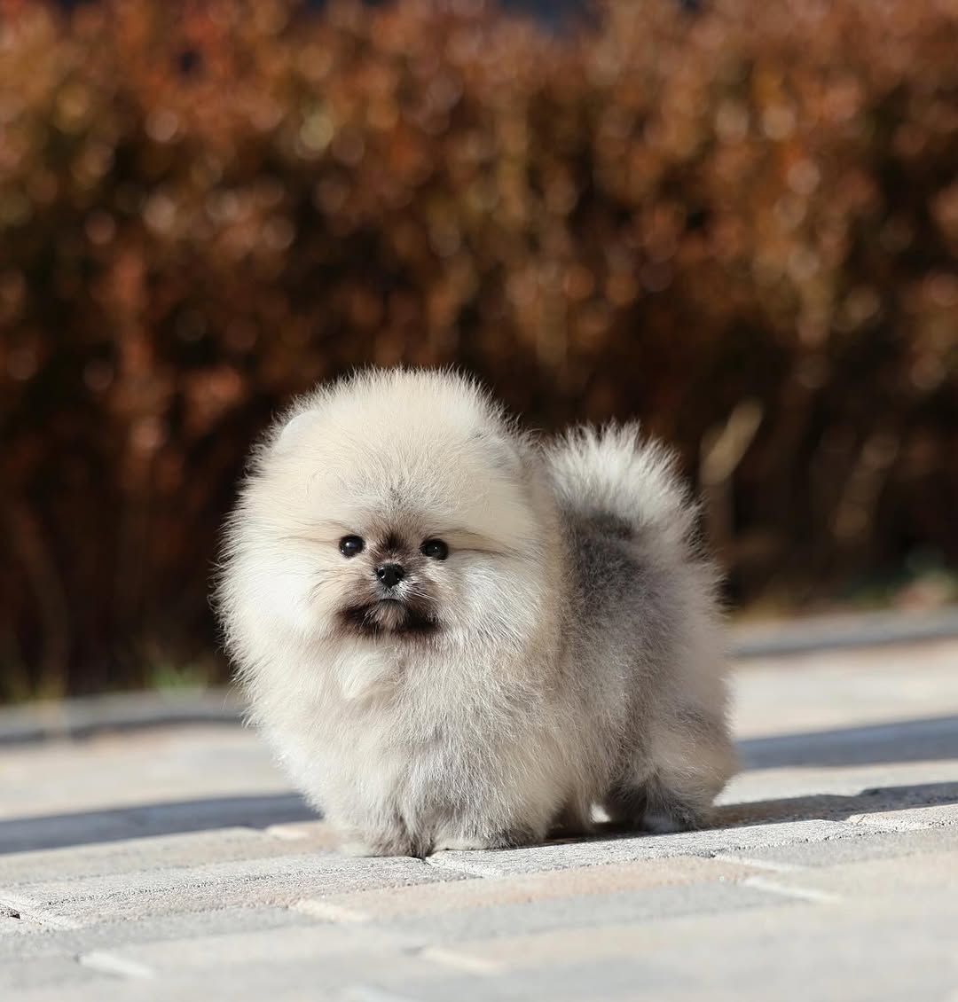 Щенки шпицепомеранского шпица на продажу