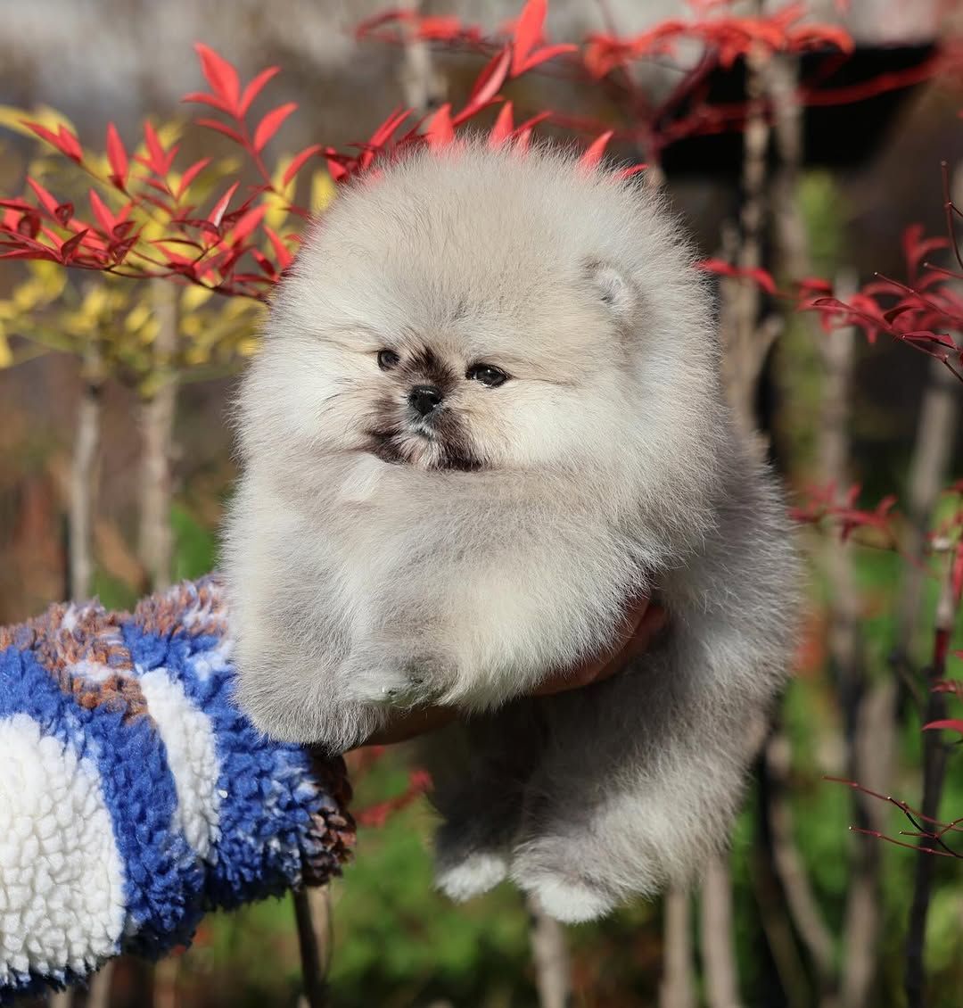 Щенки шпицепомеранского шпица на продажу