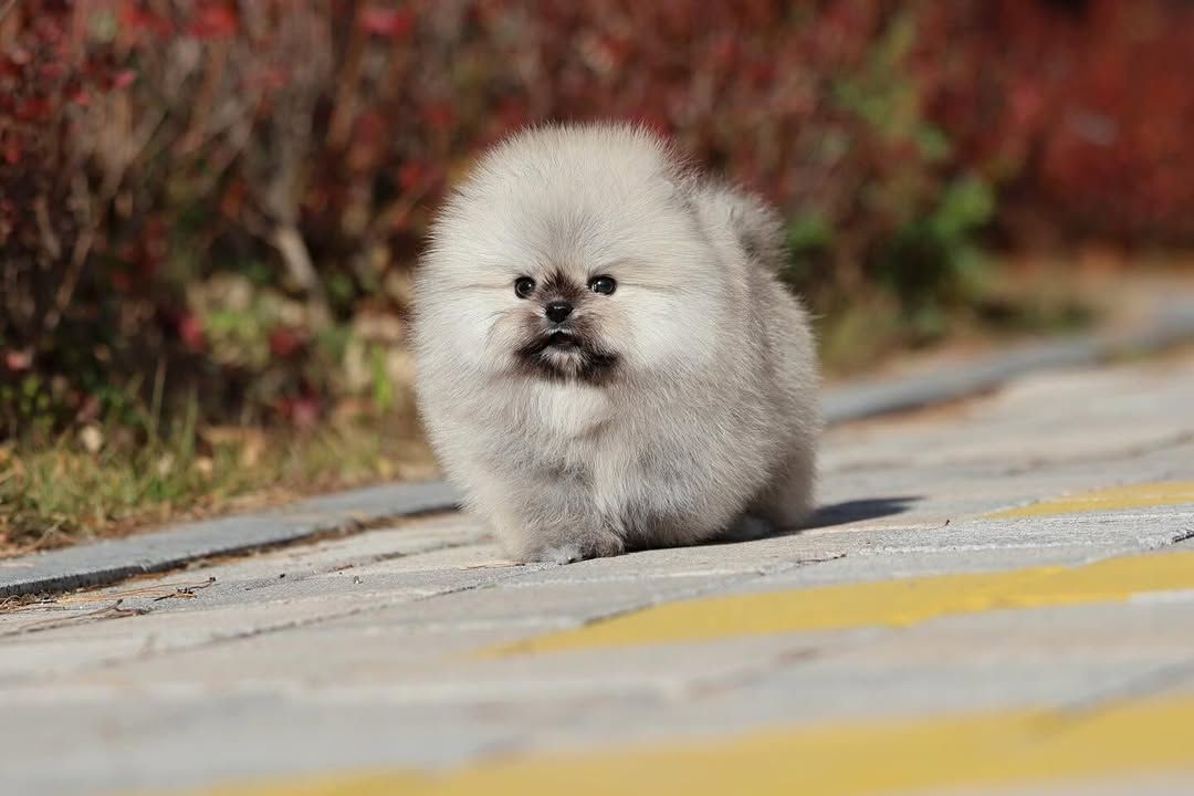 Щенки шпицепомеранского шпица на продажу