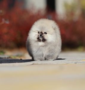 Щенки шпицепомеранского шпица на продажу