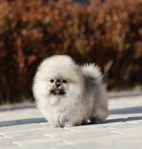 Щенки шпицепомеранского шпица на продажу