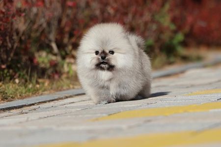 Щенки шпицепомеранского шпица на продажу