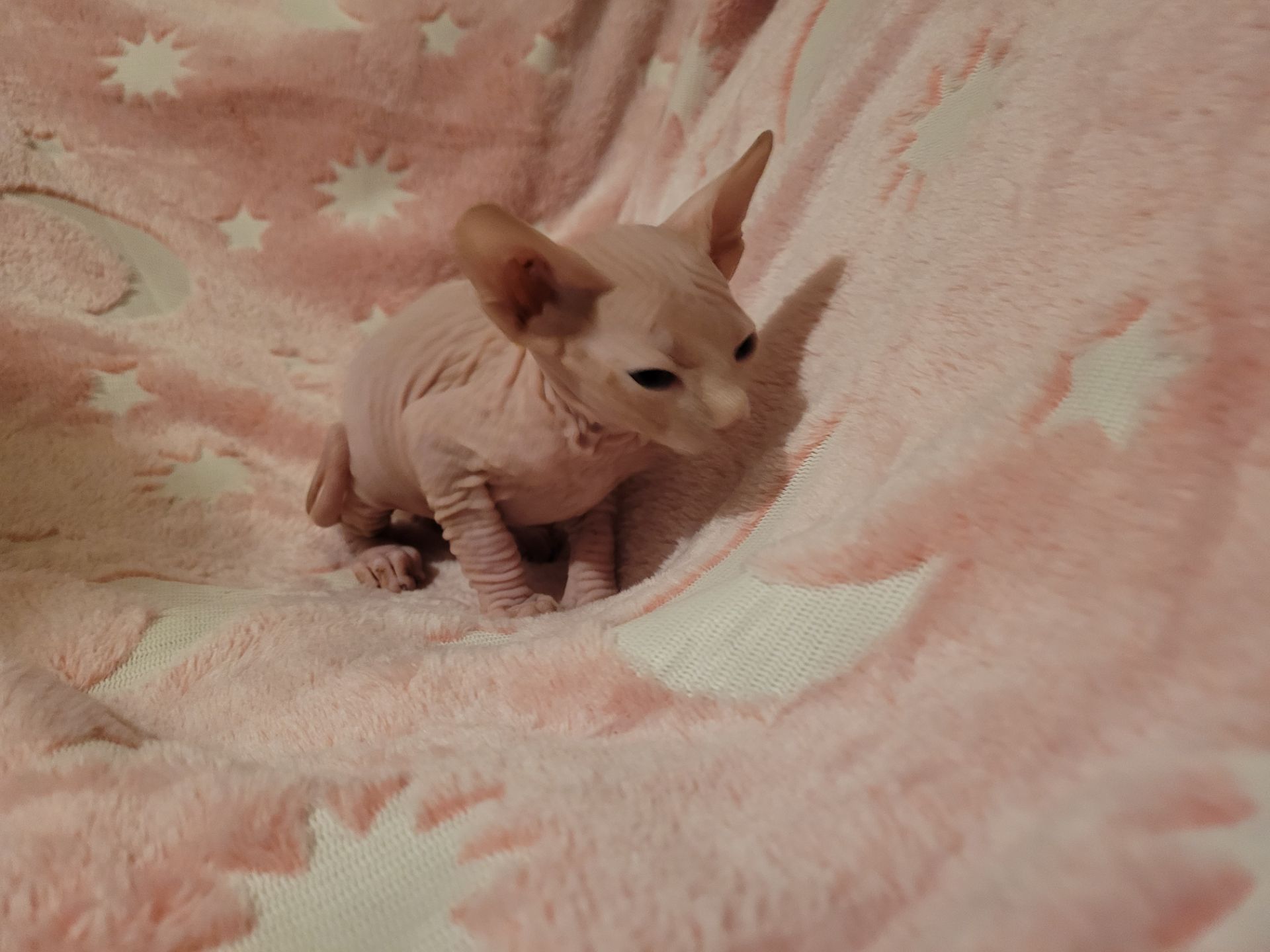 Канадский сфінкс