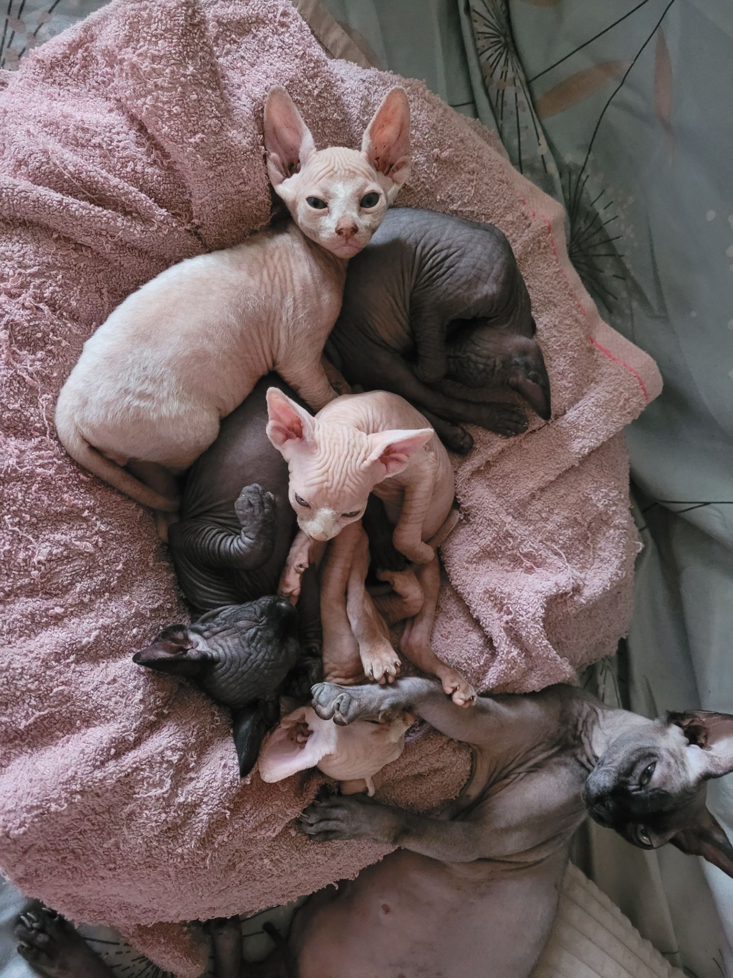 Канадский сфінкс