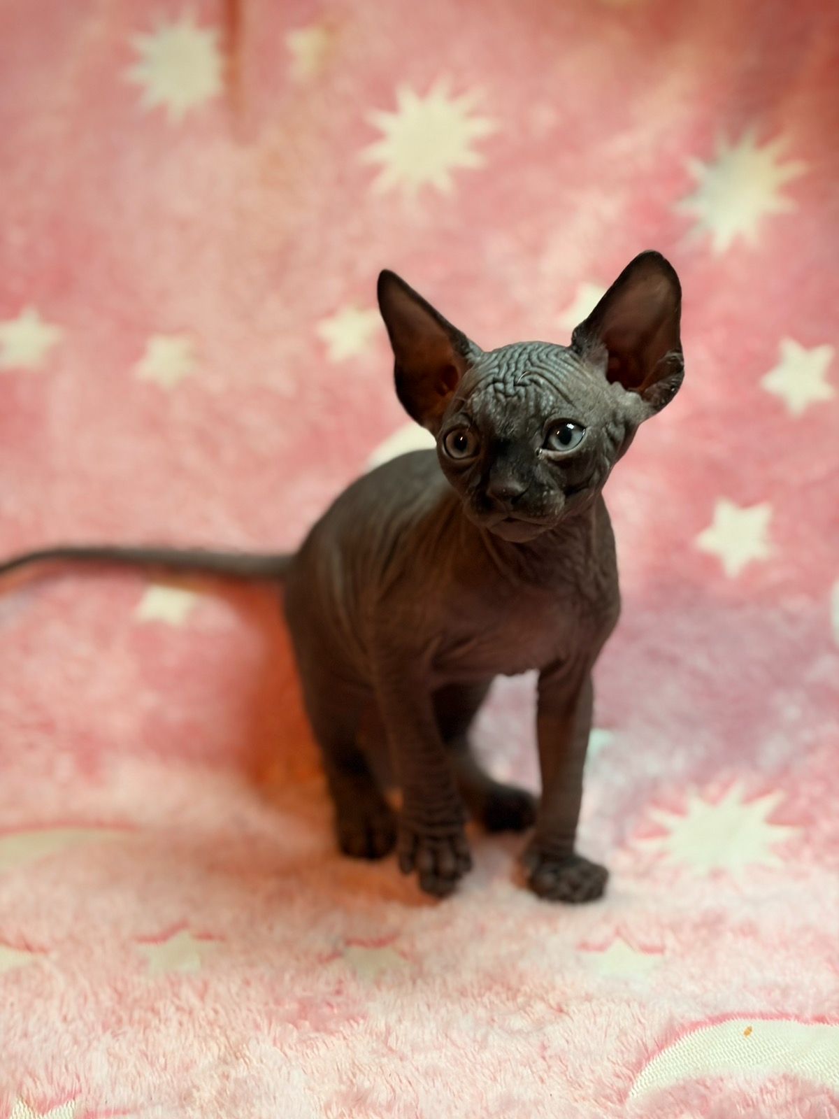 Канадский сфінкс