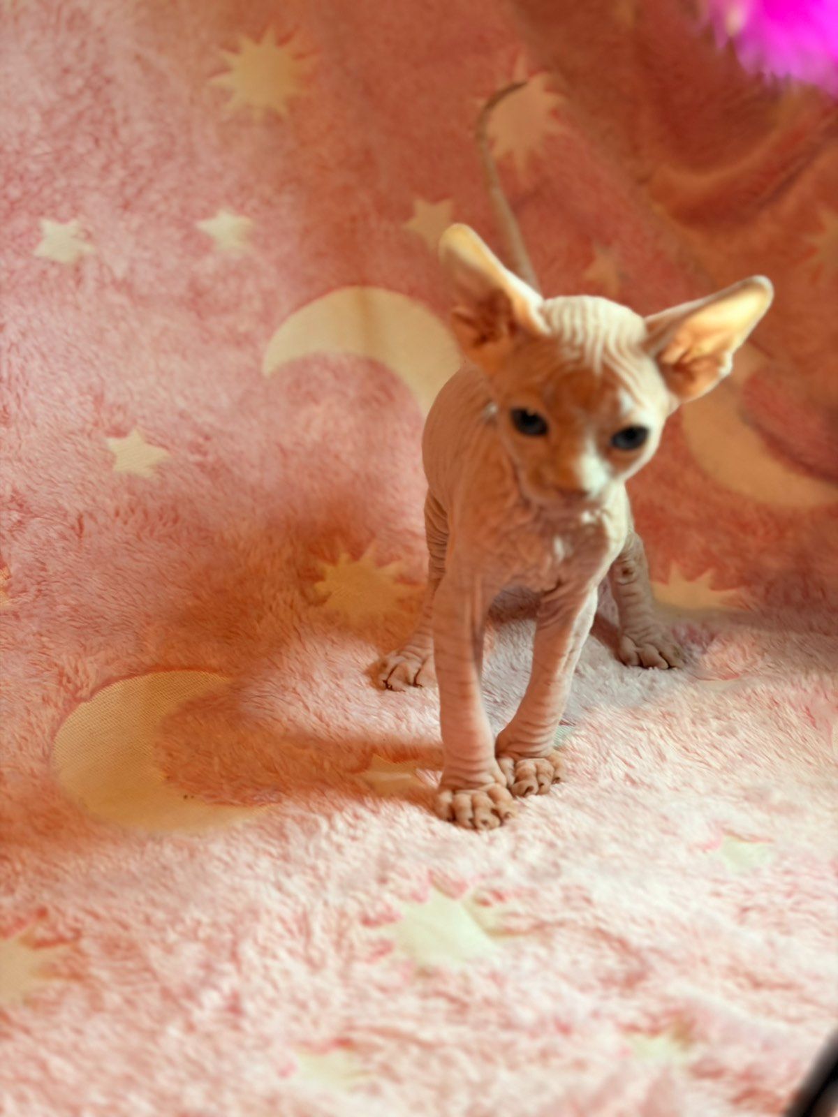 Канадский сфінкс