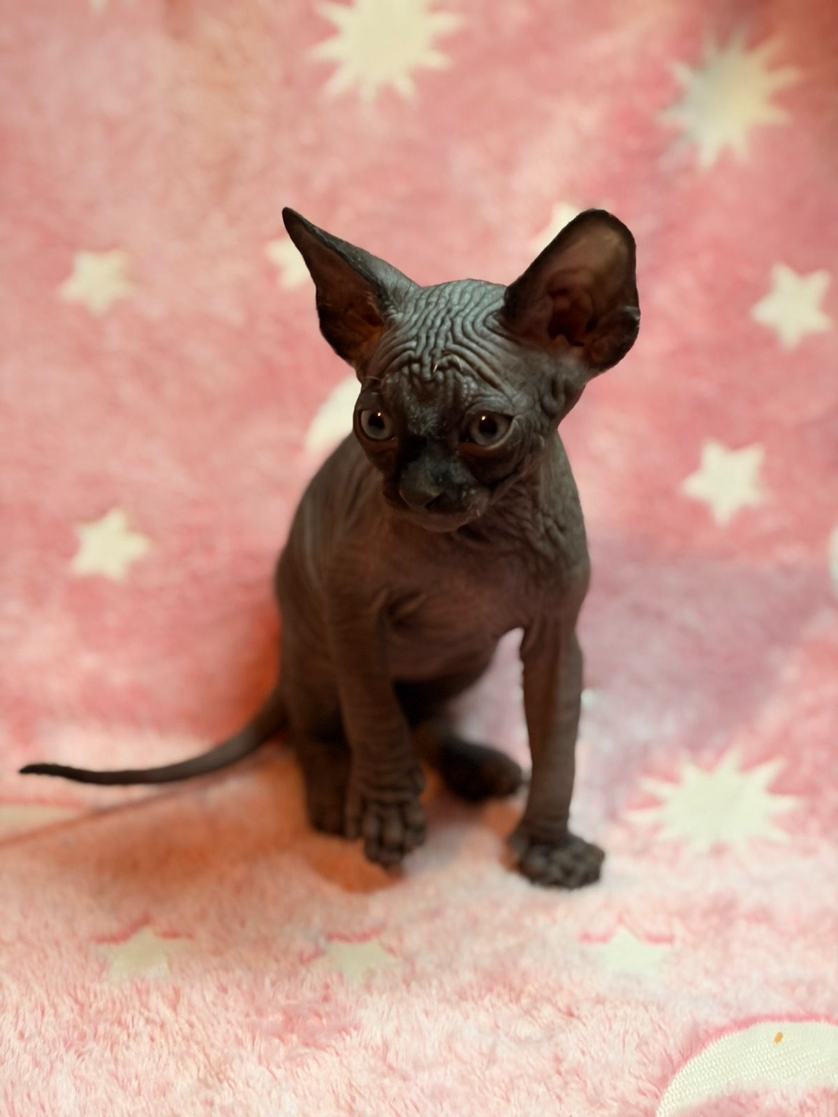 Канадский сфінкс