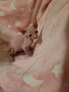 Канадский сфінкс