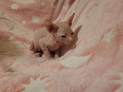 Канадский сфінкс