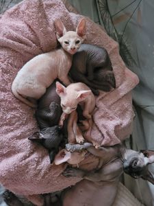 Канадский сфінкс