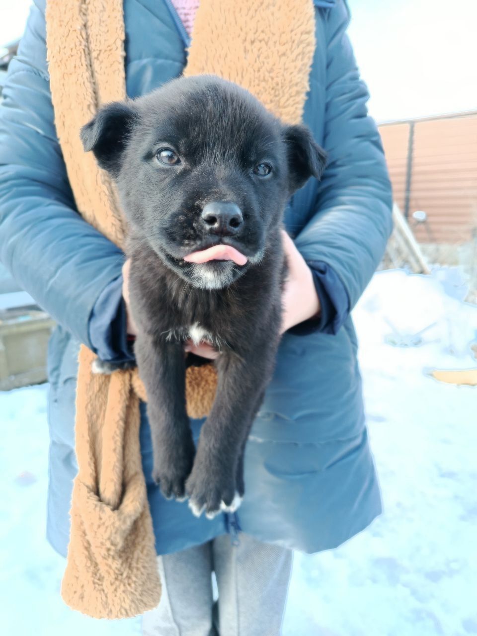 Віддамо цуценя в добрі руки