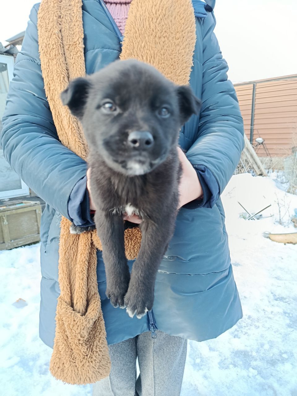 Віддамо цуценя в добрі руки