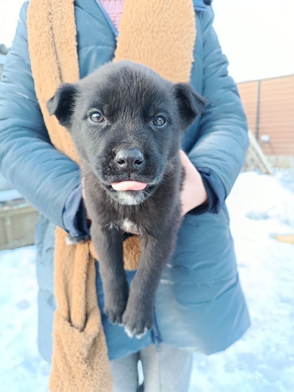 Віддамо цуценя в добрі руки