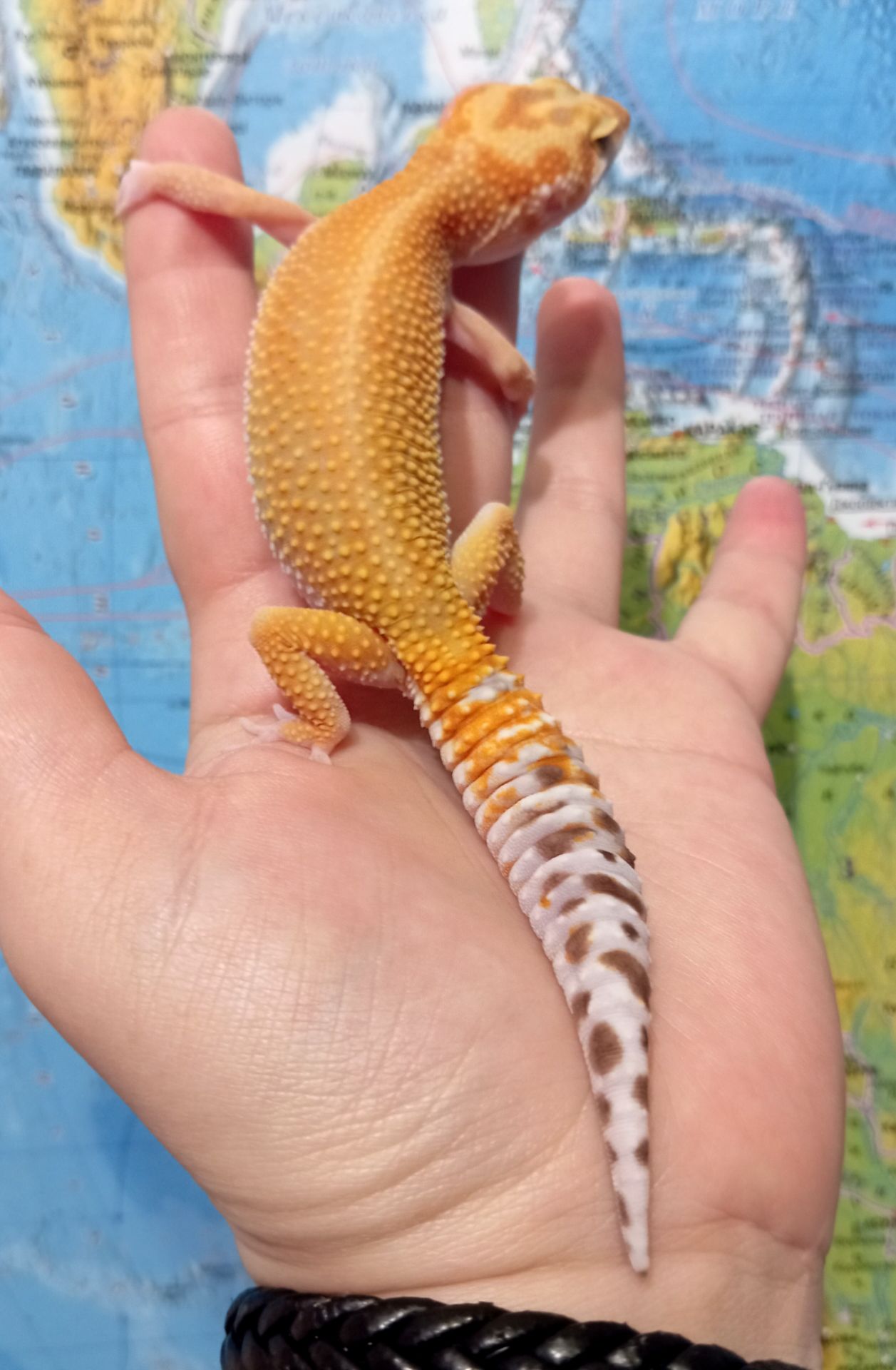 Леопардовый геккон эублефар