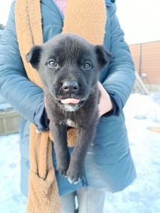 Віддамо цуценя в добрі руки