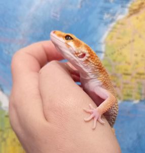 Леопардовый геккон эублефар