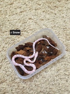 Маїсовий полоз