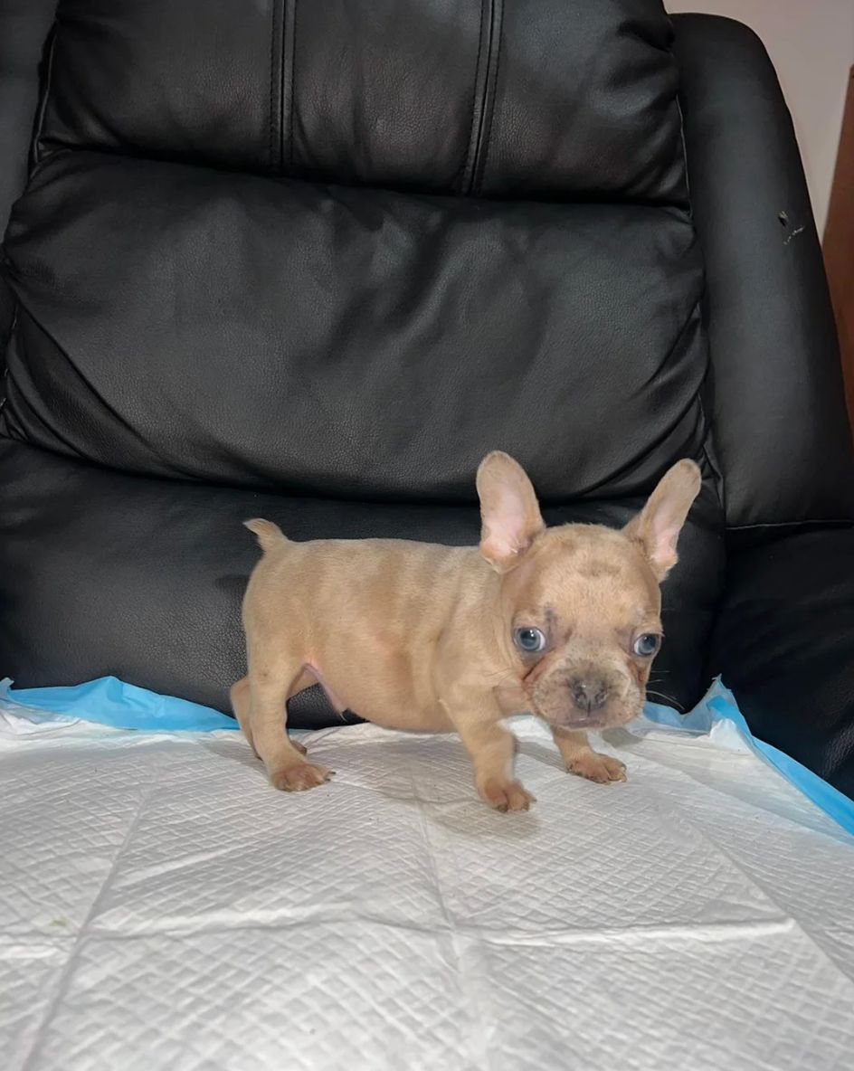 11-тижневі цуценята французького бульдога