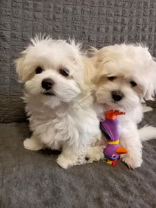 Щенки Мальтийской болонки, Мальтезе ПРЕМИУМ!