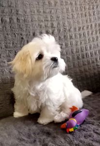 Щенки Мальтийской болонки, Мальтезе ПРЕМИУМ!