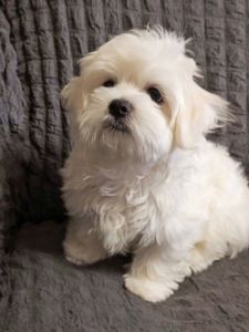Щенки Мальтийской болонки, Мальтезе ПРЕМИУМ!
