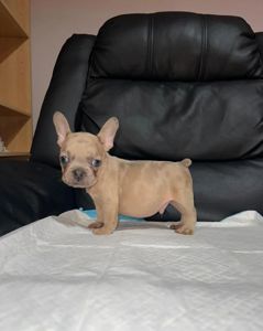 11-тижневі цуценята французького бульдога