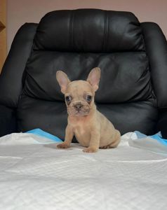 11-тижневі цуценята французького бульдога