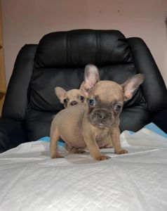 11-тижневі цуценята французького бульдога