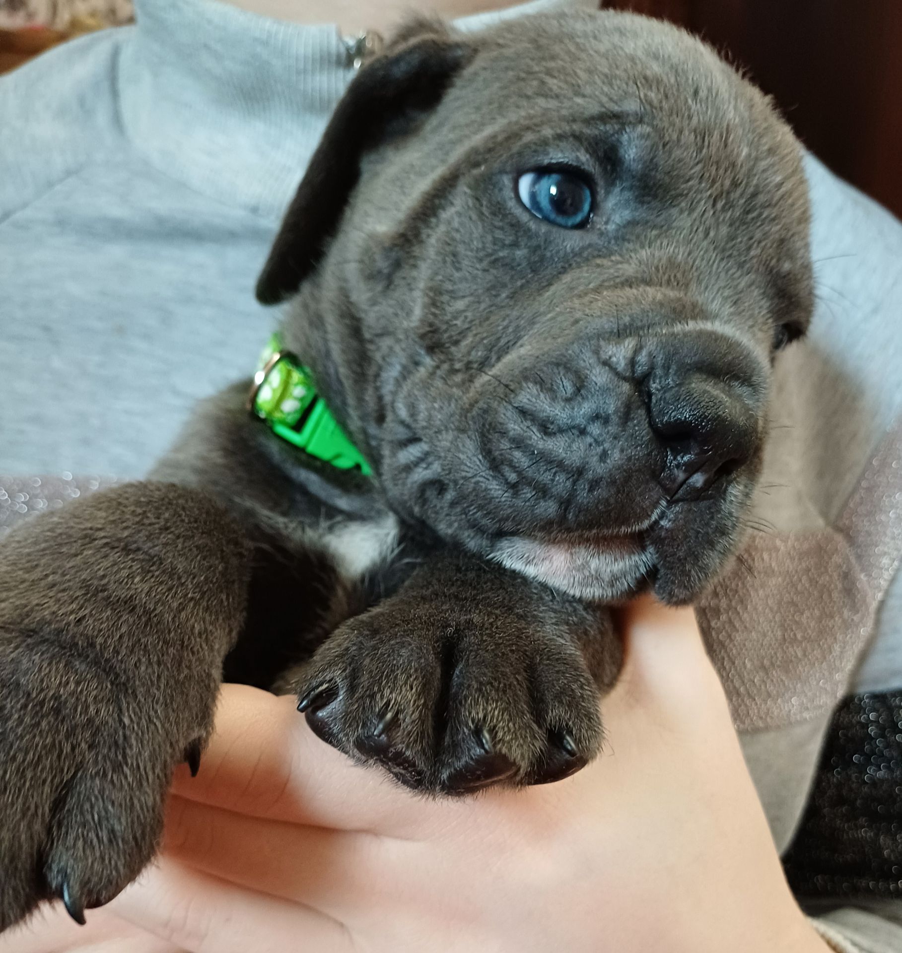 Кане корсо! Родовід. Бронь!