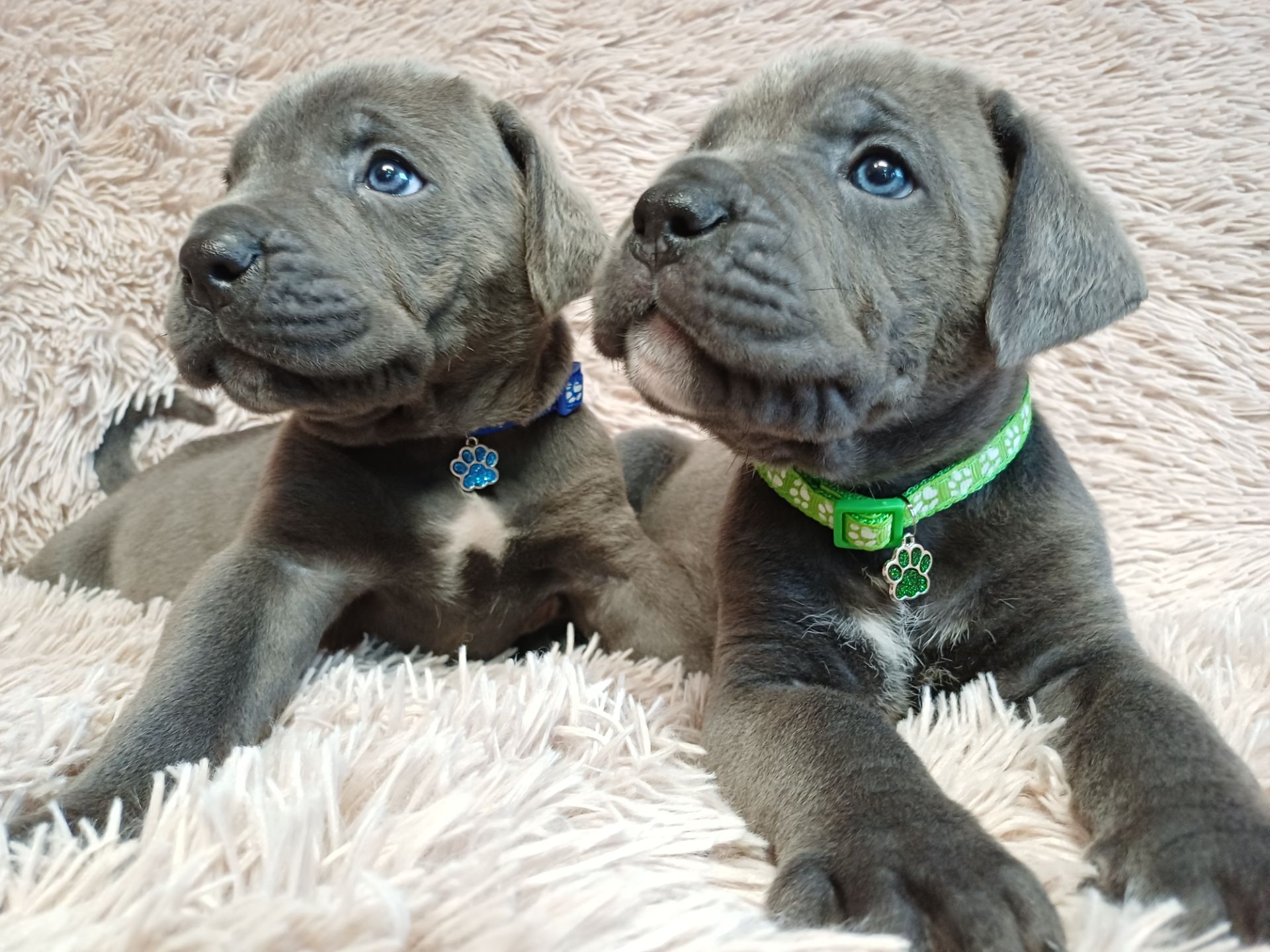 Кане корсо! Родовід. Бронь!