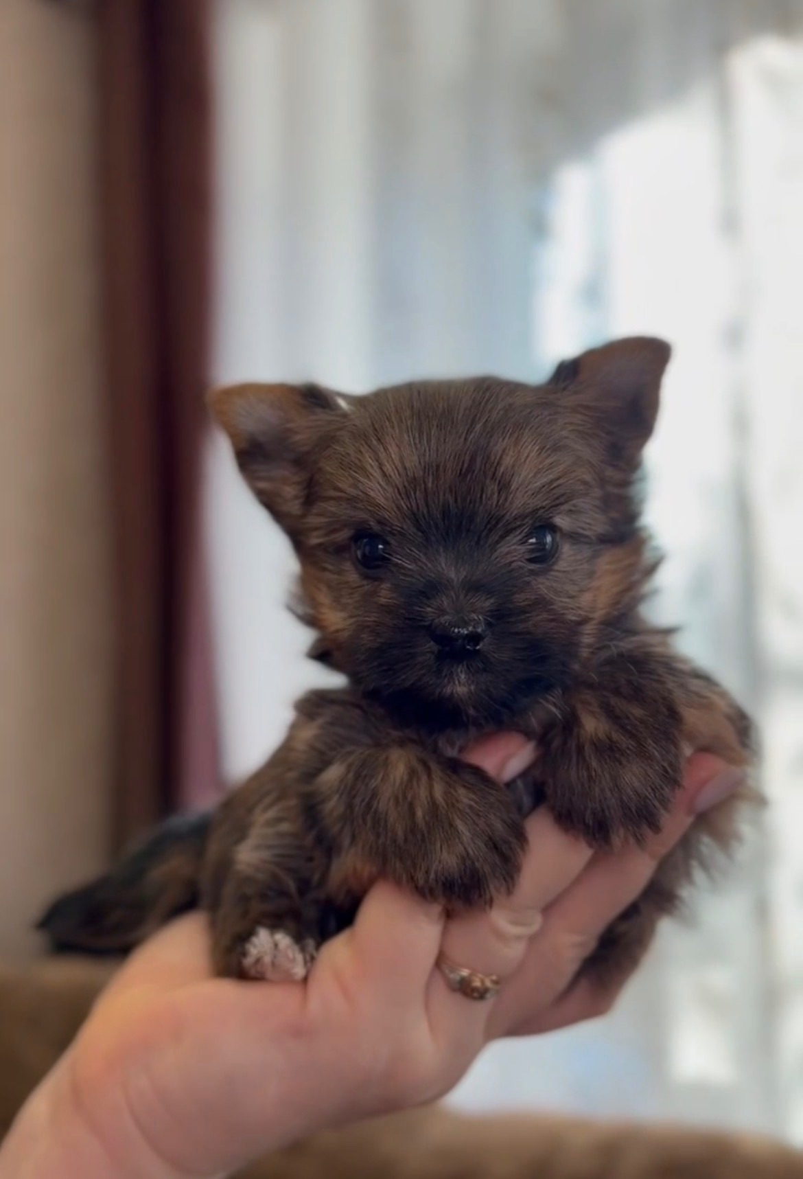 Голдаст хлопчики йорка