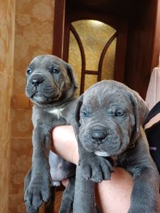 Кане корсо! Родовід. Бронь!