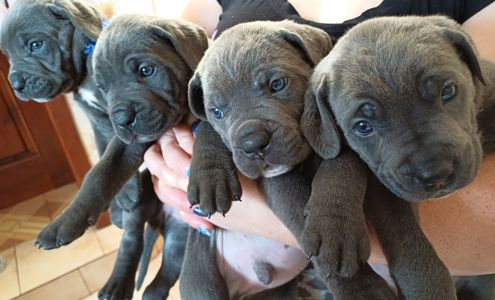 Кане корсо! Родовід. Бронь!