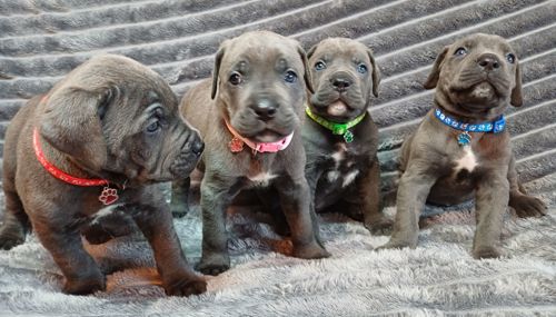 Кане корсо! Родовід. Бронь!