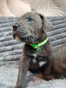 Кане корсо! Родовід. Бронь!