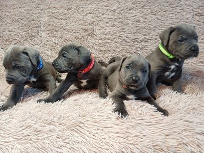 Кане корсо! Родовід. Бронь!